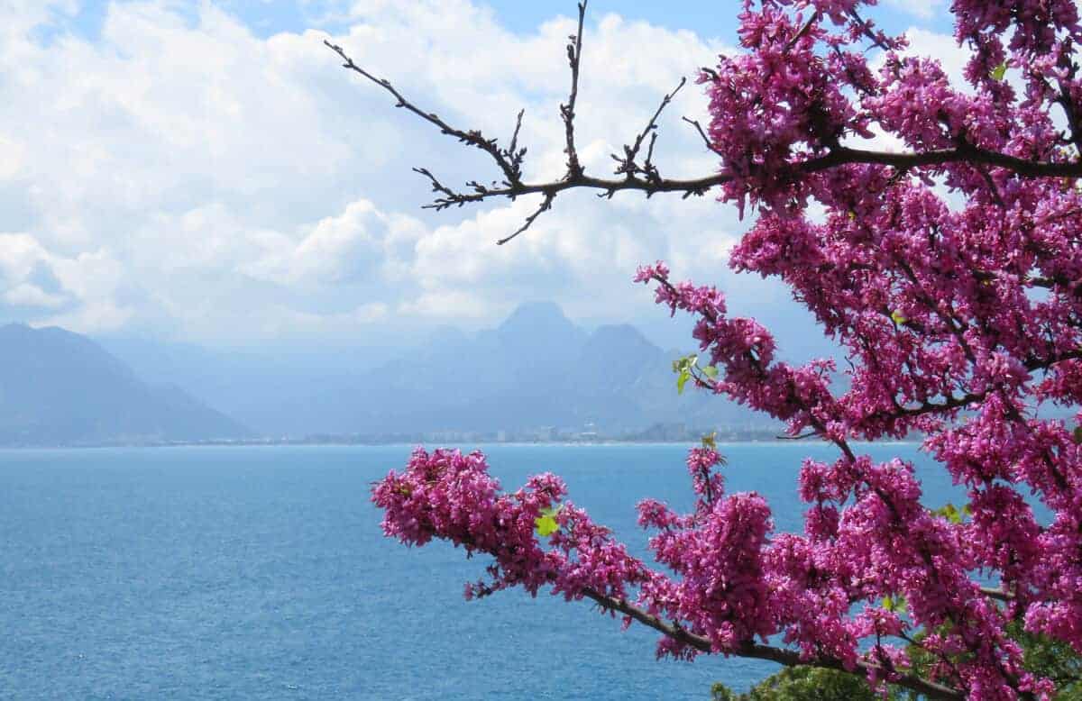 View-in-Antalya.jpg
